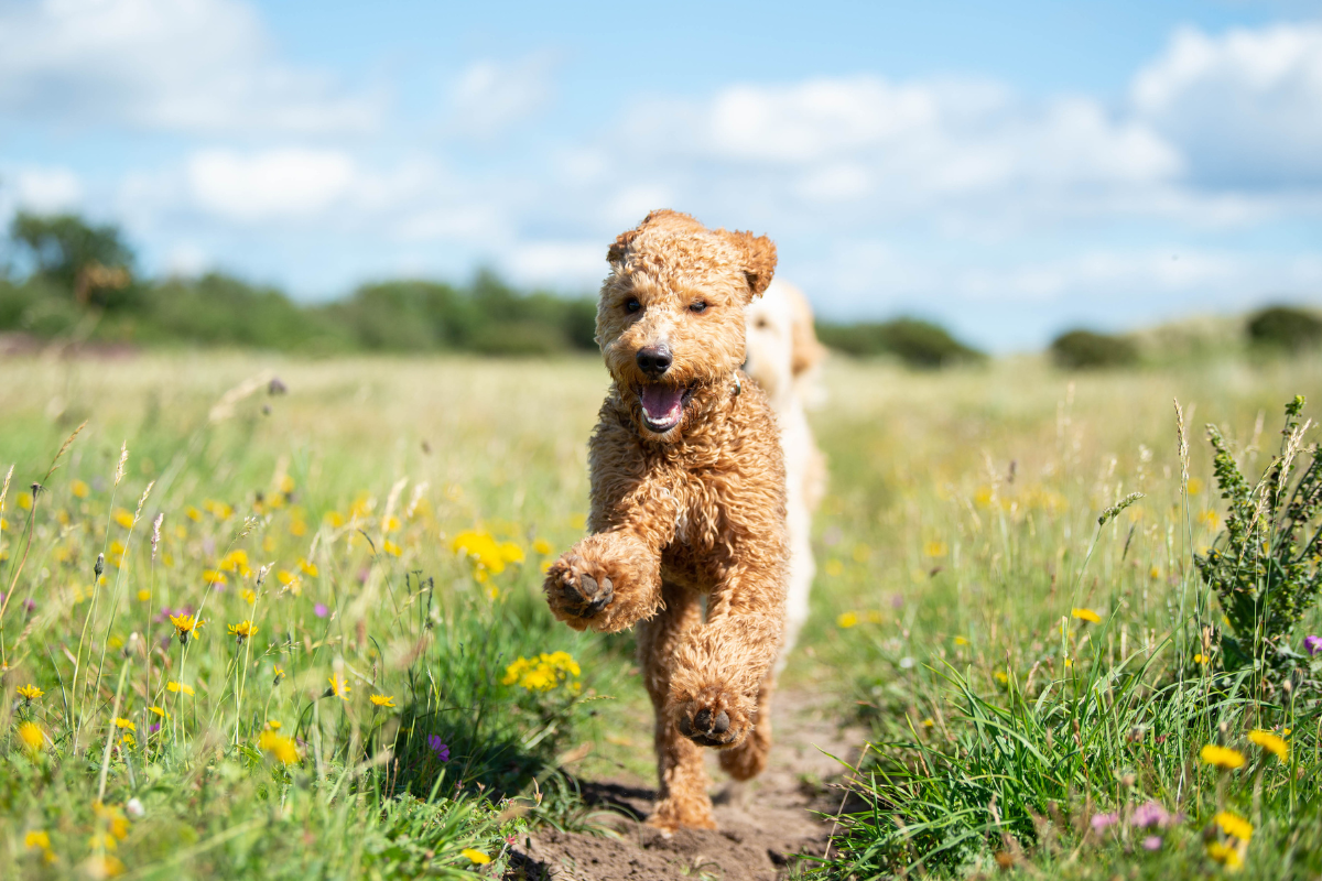 Top 5 Essentials Every Oodle Owner Needs