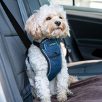 Small oodle dog wearing a blue harness sitting in a car.