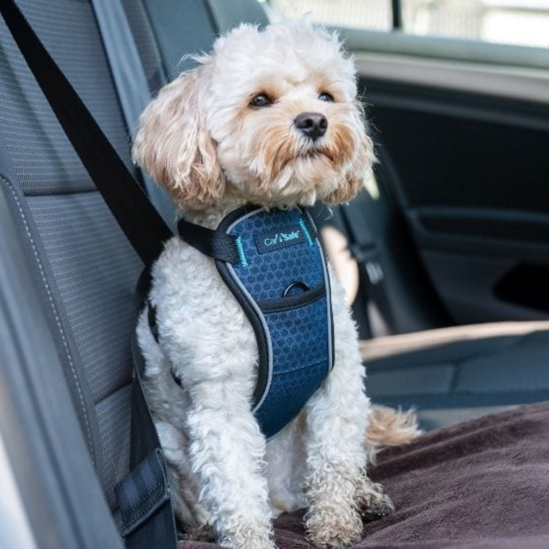 Small oodle dog wearing a blue harness sitting in a car.