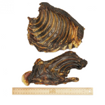 Two large pieces of dried meat with a ruler for scale on a white background