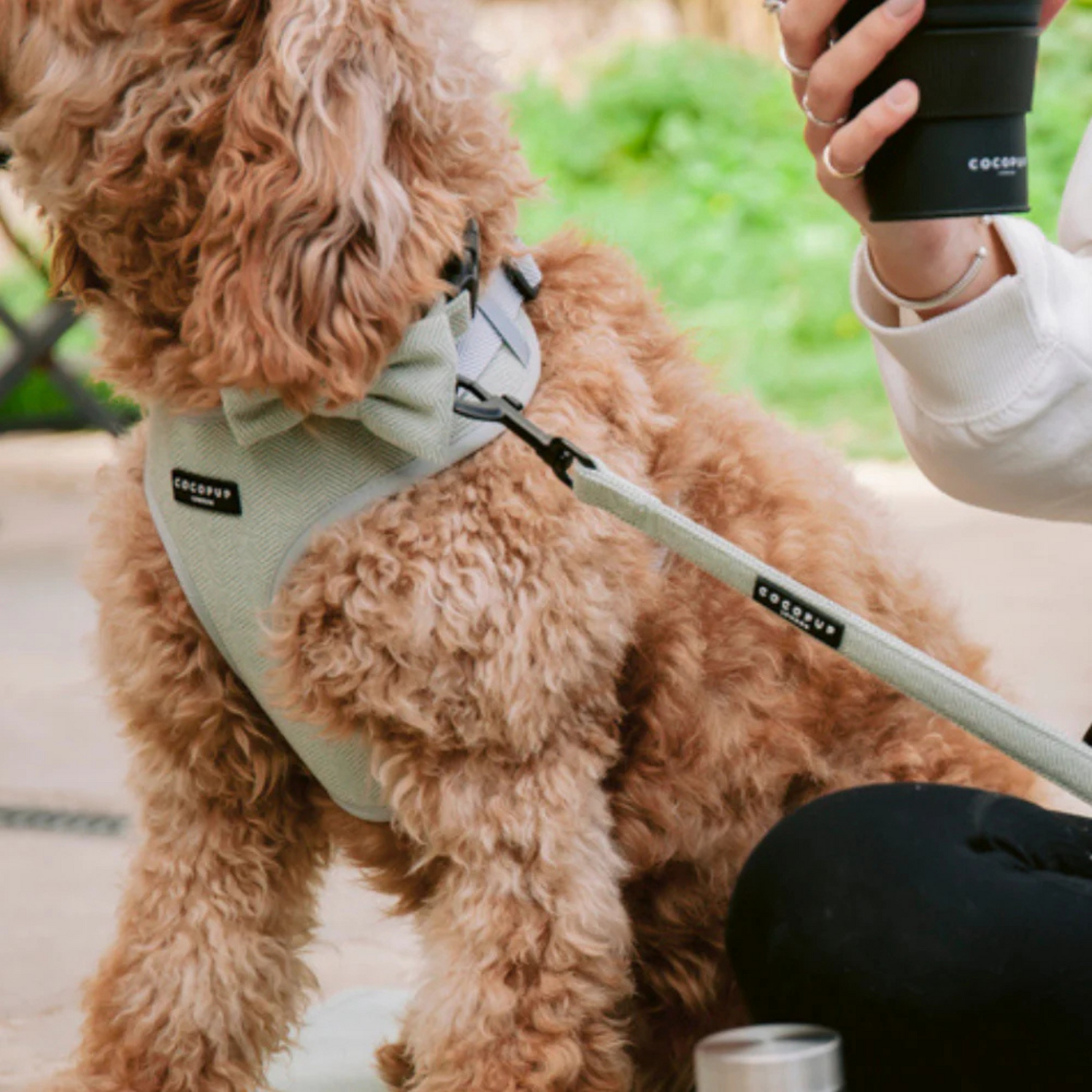 Brown cavoodle dog wearing a harness with a person holding a cup outdoors