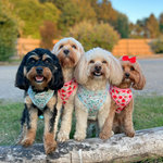 Four cavoodle dogs standing on a log with a natural background