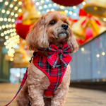 Cavoodle dog wearing a red plaid harness and bow tie in front of a carousel with lights.