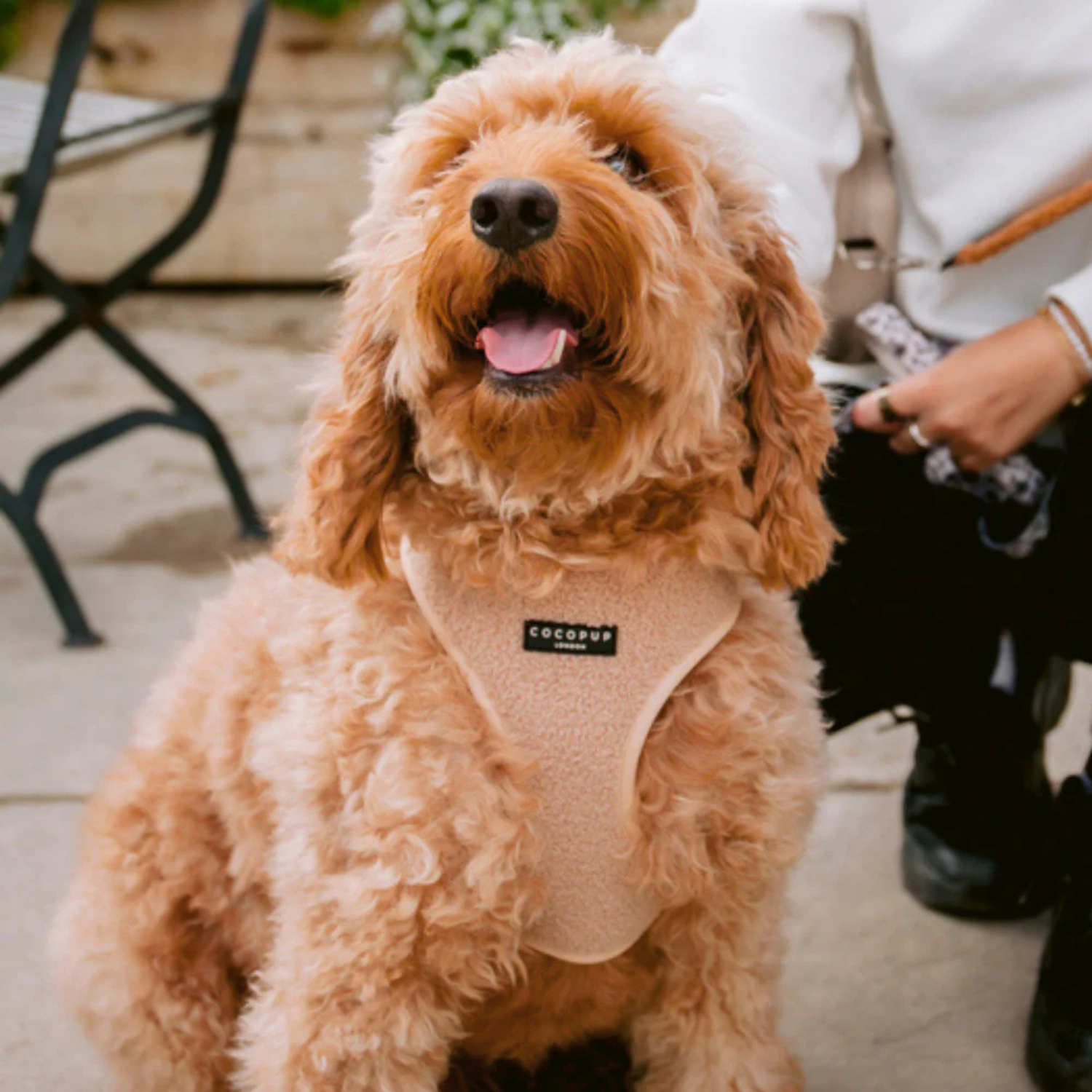 Oodle dog wearing a harness with a brand logo, standing outdoors.