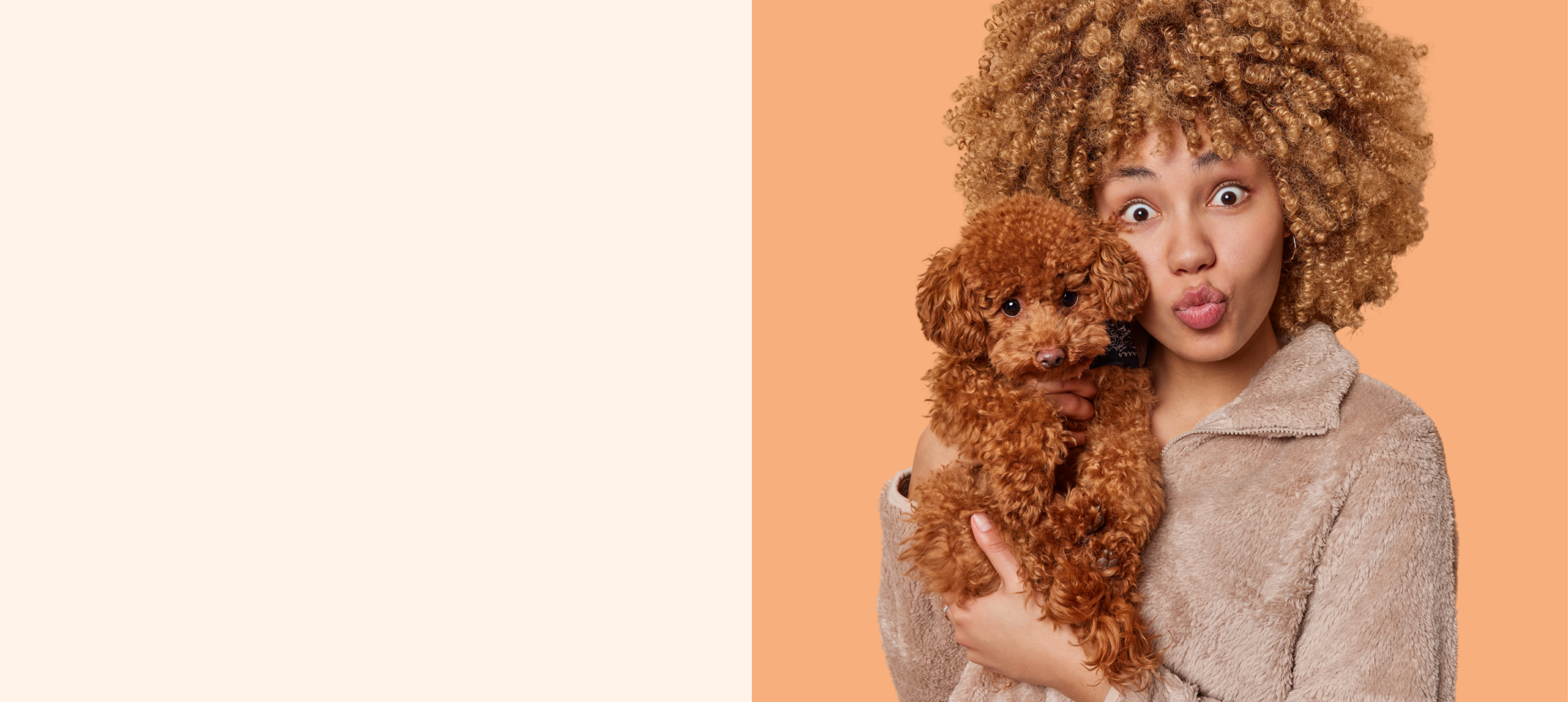 Woman holding a small brown cavoodle against an orange background
