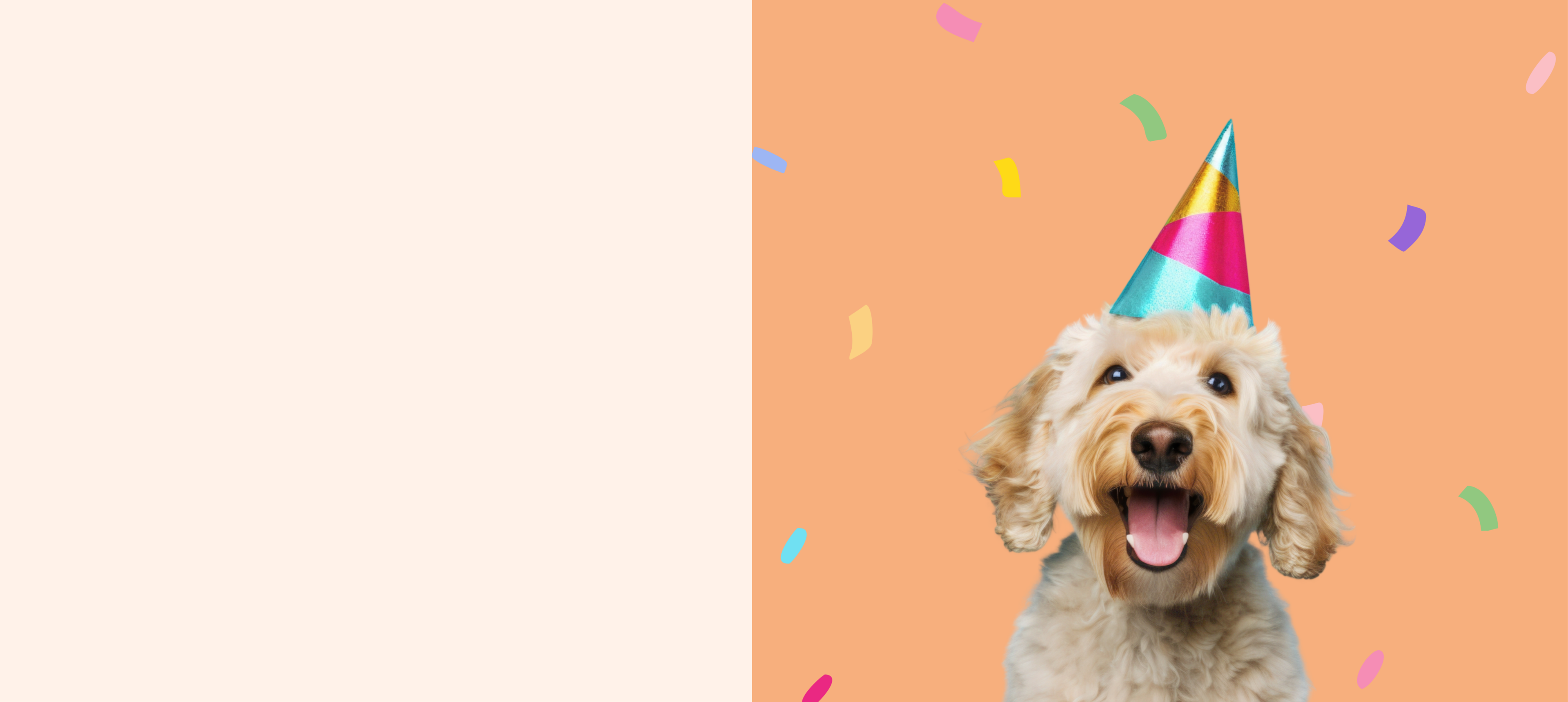 Oodle dog wearing a party hat with confetti on a peach background