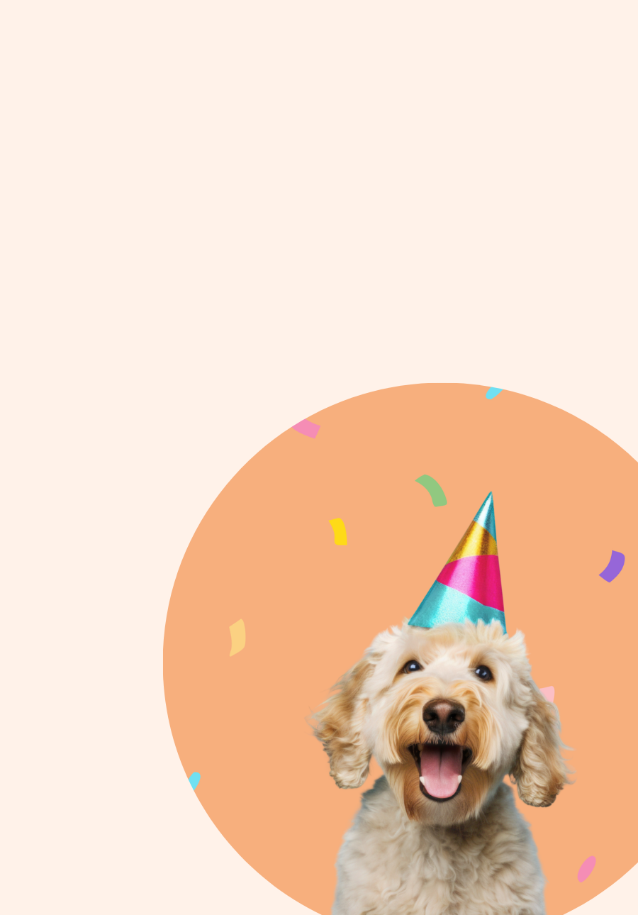 Oodle dog with party hat on and orange background with confeti