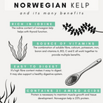 Infographic about Norwegian kelp with text and illustrations on a white background