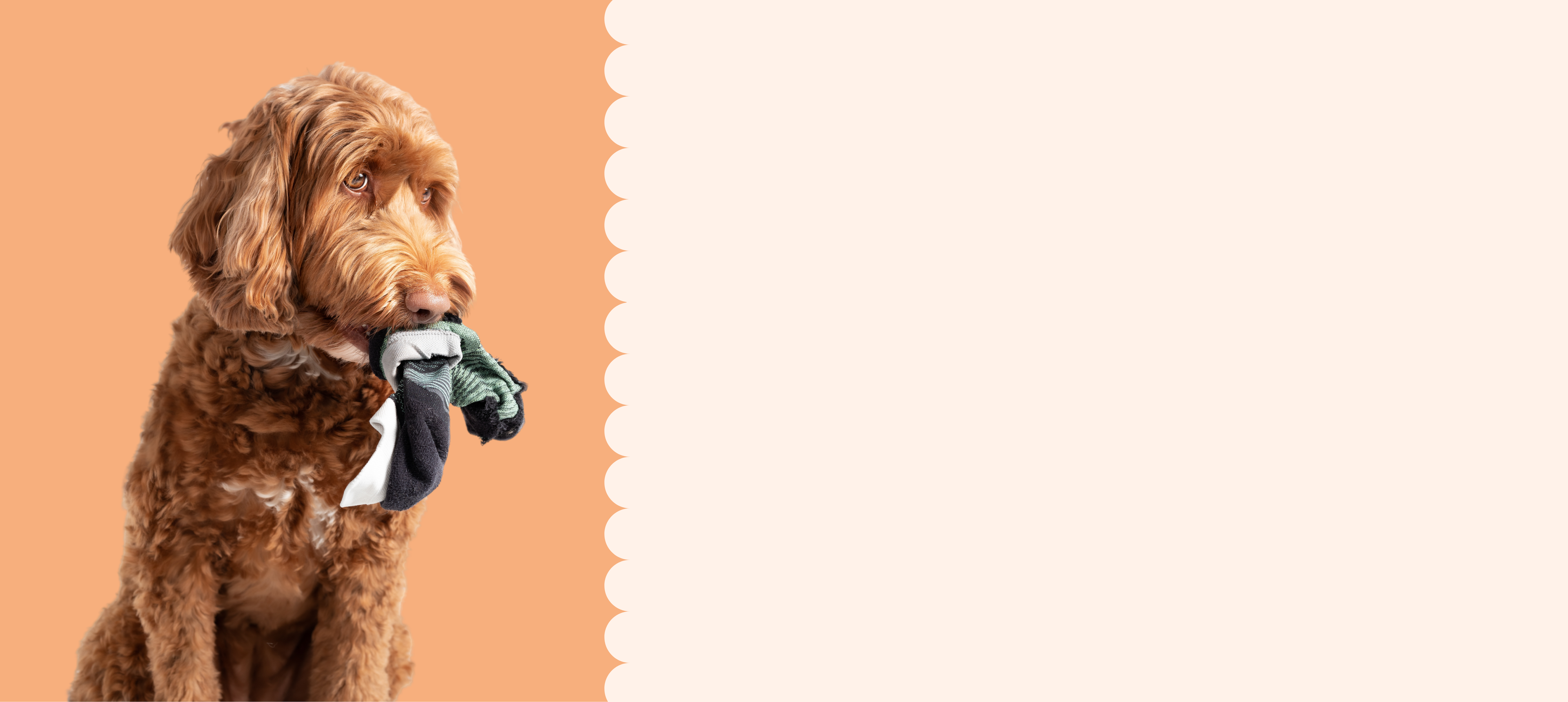 Oodle Dog holding a toy on an orange and white background