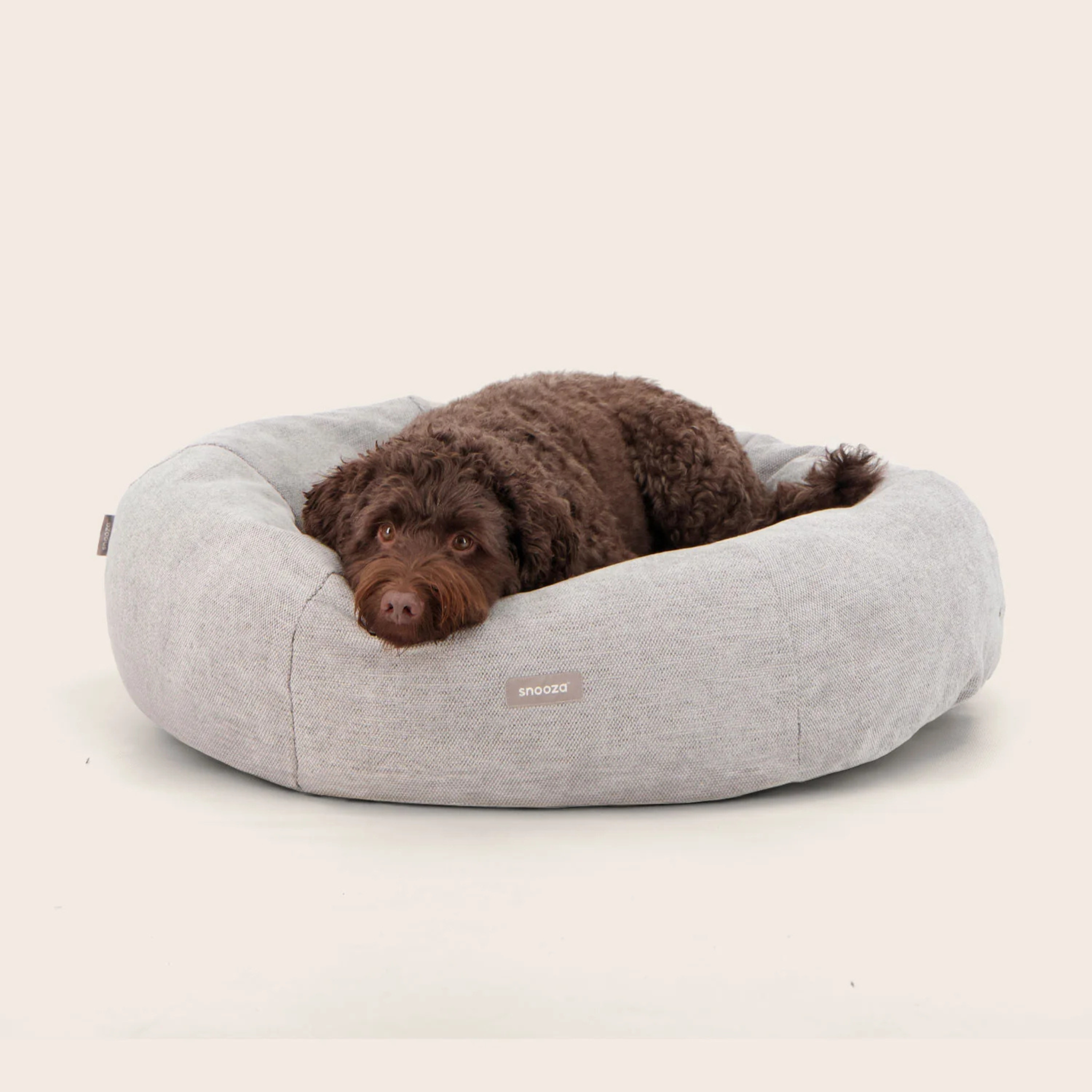 Oodle dog lying on a gray dog bed with a white background