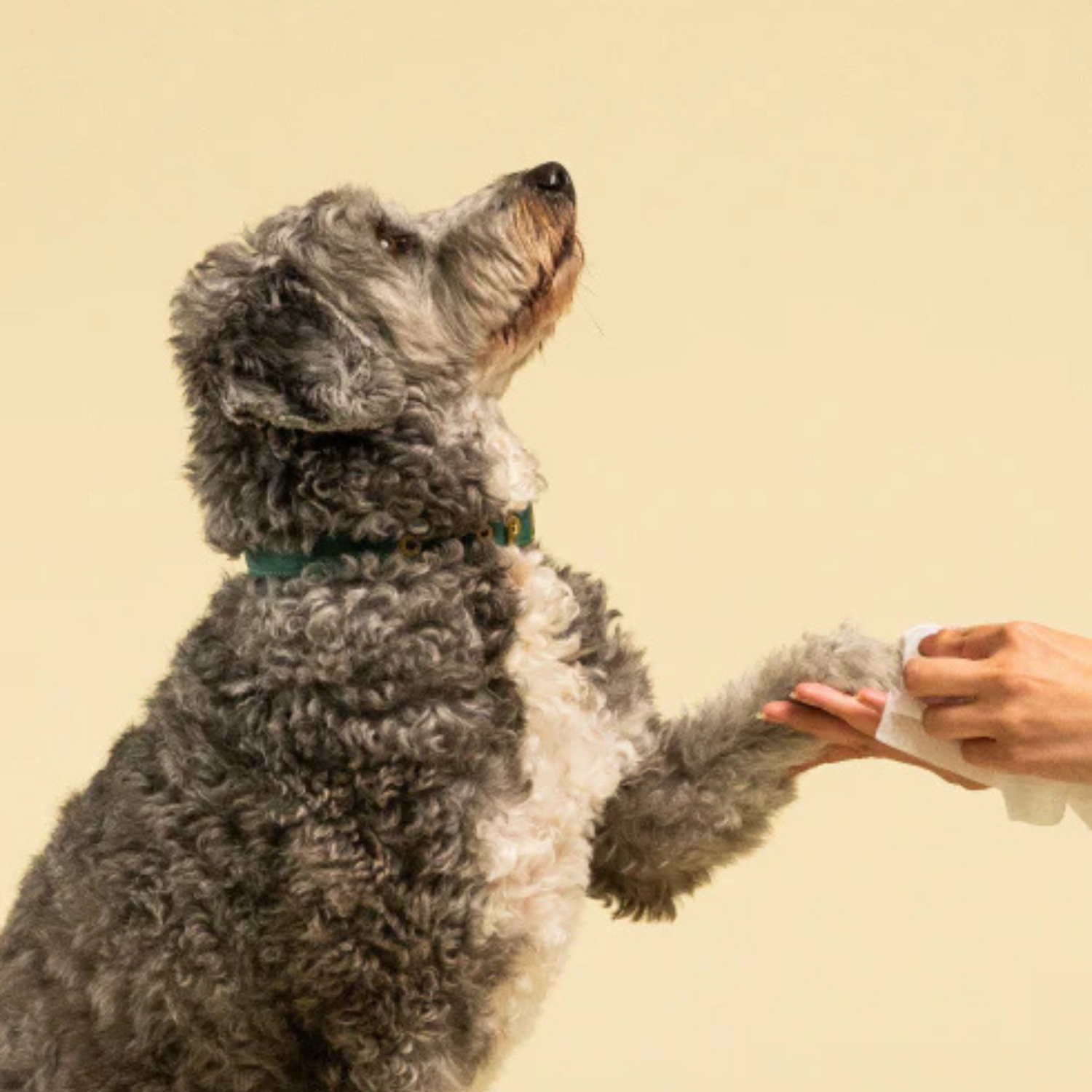 Oodle Dog sitting on a beige background with a person's hand wiping paws.